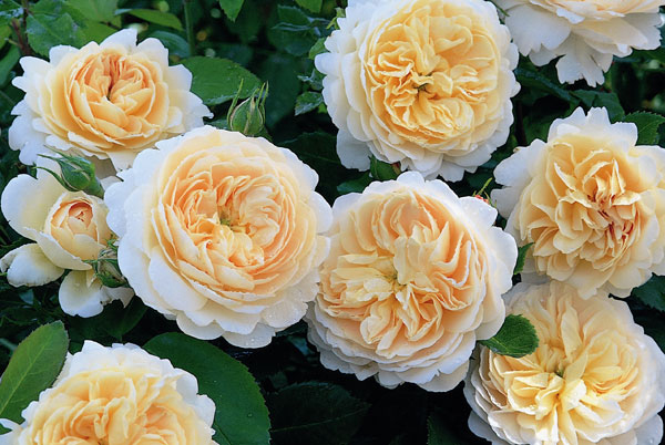 hoa-hong-crocus-rose-1a