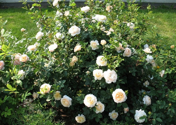 hoa-hong-crocus-rose-4a