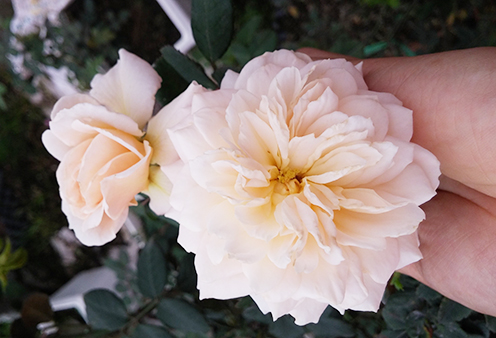hoa-hong-crocus-rose-5a