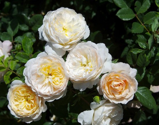 hoa-hong-crocus-rose-6a
