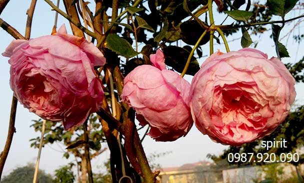 Cách trồng Hoa Hồng Leo mùa hè 3 tháng cho ra hoa nhiều nhất