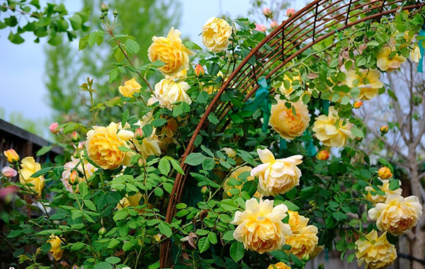 hoa-hong-leo-golden-celebration-rose-7a