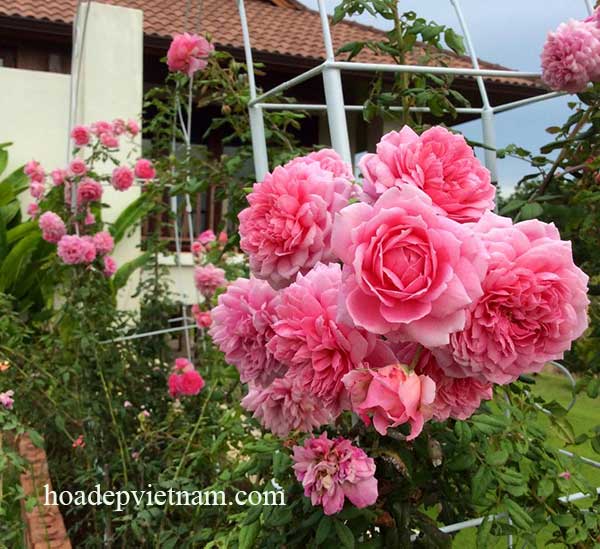 Hoa hồng leo Huntington Rose