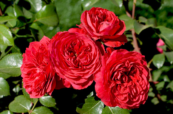 Hoa hồng leo Nhập Ngoại Monalisa Rose