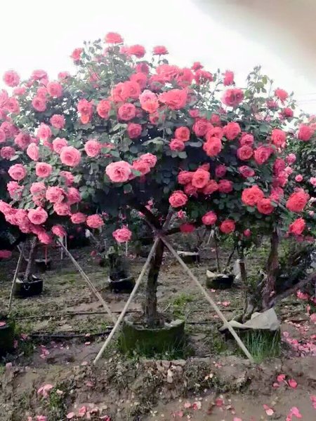 tree-rose-dep-1