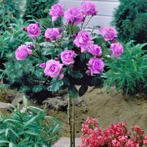 Tìm hiểu hoa hồng Tree Rose là gì, Cây hoa hồng tree rose có mấy loại…