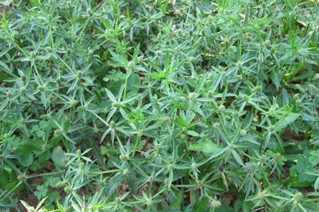 mui-tau-11