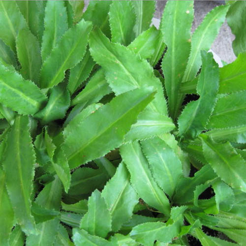mui-tau-3