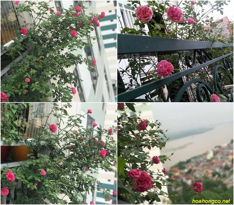 ban công trồng hoa hồng cổ sapa