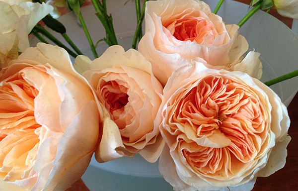 Hoa hồng ngoại Juliet tuyệt đẹp