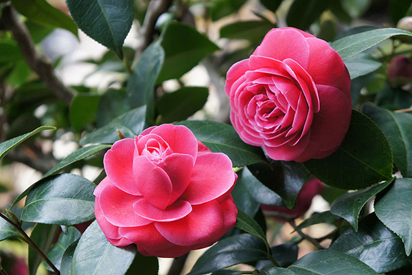 Hoa trà là loài hoa đẹp cho mọi không gian sân vườn, nhà riêng hay ban công chung cư…