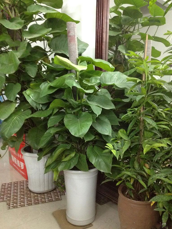 cay-van-nien-thanh-3a