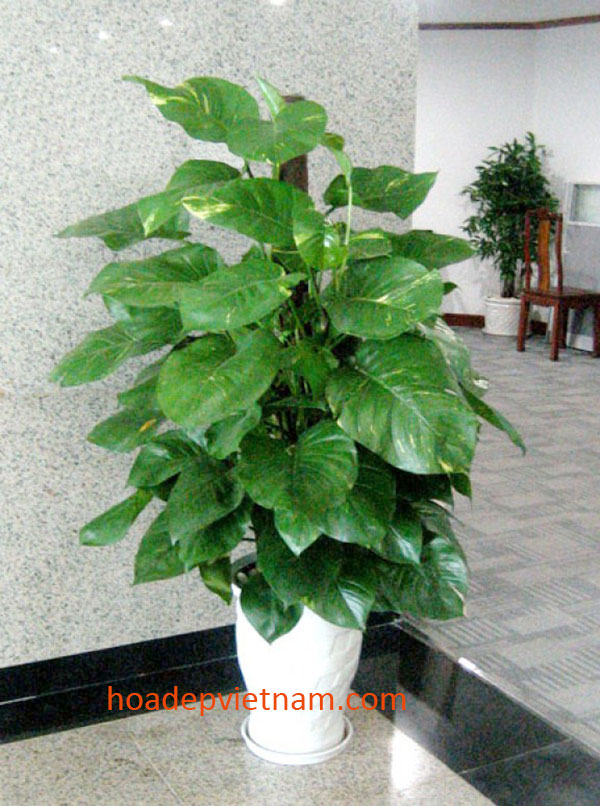 cay-van-nien-thanh-9a