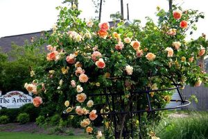 Emilien-Guillot-rose-2a
