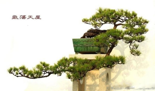 Bonsai Thác đổ Thiên Nhiên – Nghệ thuật đặc sắc từ Chơi cây cảnh