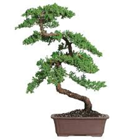 cay-bonsai-dang-sieu-1a