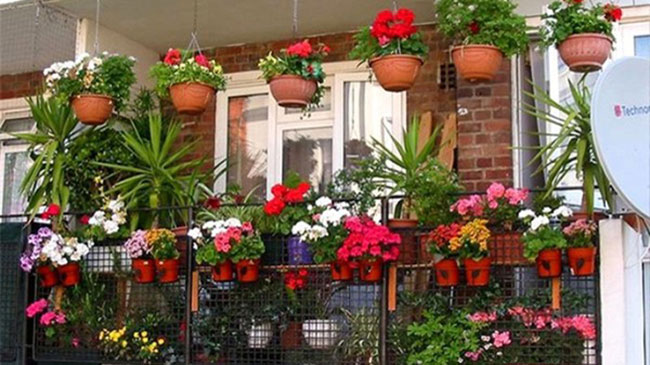 Những loại hoa chậu treo siêu đẹp trang trí cho không gian nhà bạn
