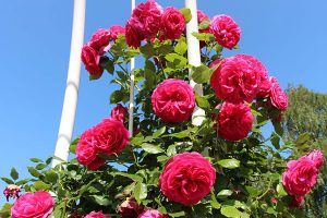 Maritim-rose-3a