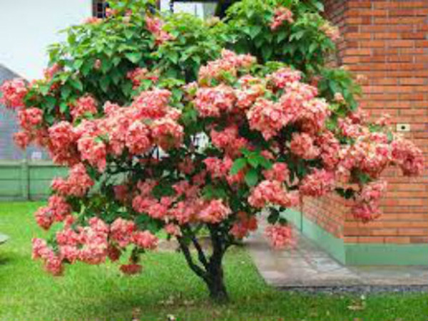 cay-buom-hong11