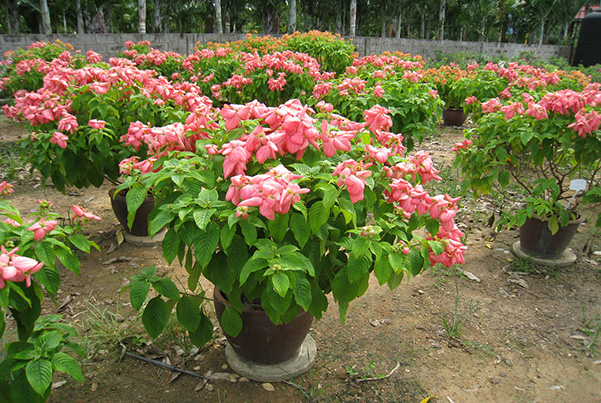cay-buom-hong31