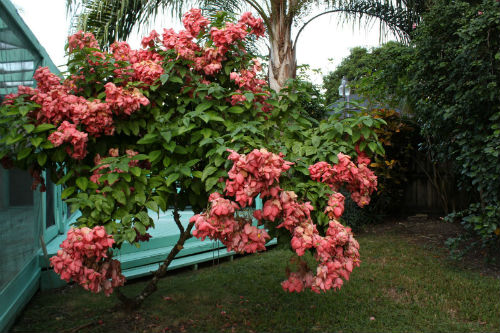cay-en-hong-3