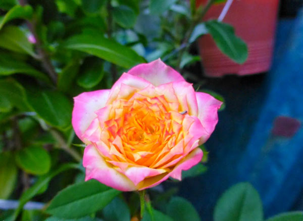 Hoa hồng đổi màu – Hoa hồng lạ, độc đáo vạn người mê