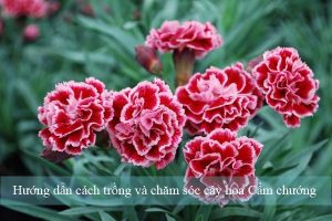huong-dan-cach-trong-va-cham-soc-cay-hoa-cam-chuong-1-min
