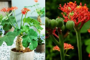 Cây ngô đồng mang vẻ đẹp sang trọng