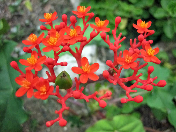 Những bông hoa ngô đỏ trông giống như san hô