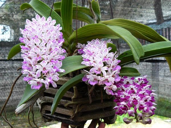 Hoa lan tai trâu mang vẻ đẹp quý phái sang trọng