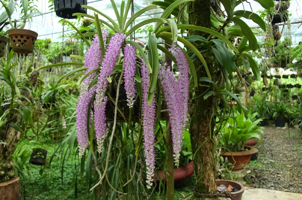 Một cây lan tai trâu có thể cho ra 3-4 cành hoa 