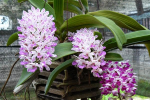 Hoa lan tai trâu mang vẻ đẹp quý phái sang trọng
