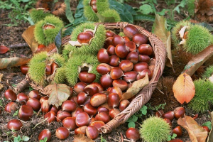 Người nông dân đi thu hoạch hạt dẻ