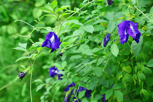 Hoa đậu biếc thuộc dạng cây dây leo rậm 