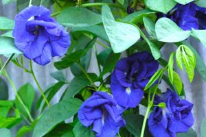Hoa đậu biếc mang vẻ đẹp mềm mại đằm thắm