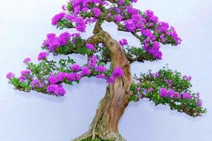 Cây linh sam mang vẻ đẹp độc đáo và sang trọng