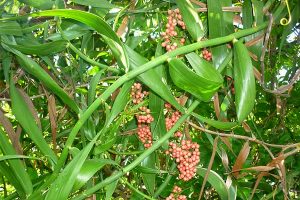 quả mây có màu đỏ quả tròn