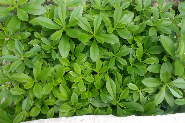 sâm đất trồng nhanh cho thu hoạch 