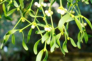 cây tầm gửi là loại cây mọc dại bám trên những cành cây cổ thụ cao