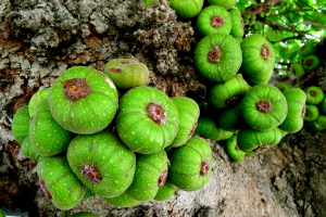 Qủa vả có màu xanh và khi chín có màu đỏ tím