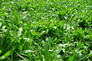 cỏ lá gừng là loại cây xanh công trình được trồng nhiều hiện nay