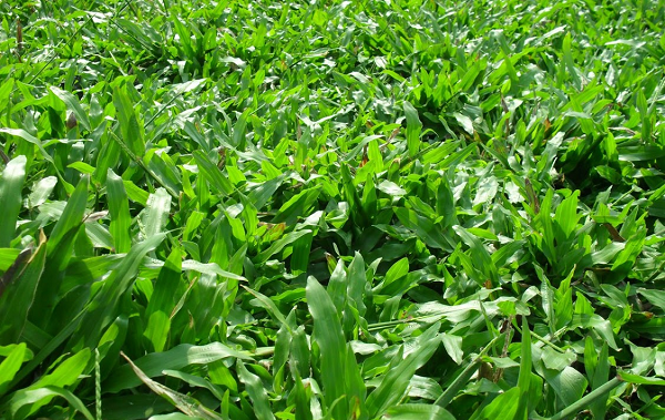 cỏ lá gừng là loại cây xanh công trình được trồng nhiều hiện nay 
