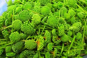 công dụng của hoa tam thất vào việc chữa bệnh