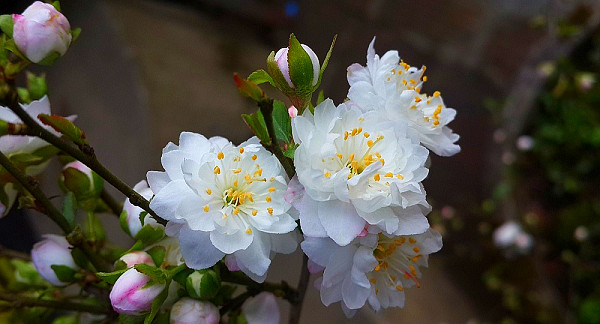 Hoa mai trắng mang vẻ đẹp trong sáng và yêu kiều 