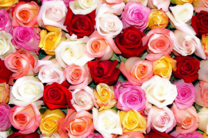 Hoa hồng rực rỡ với nhiều ý nghĩa khác nhau