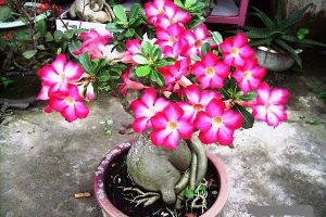 Cây hợp với người tuổi Mùi