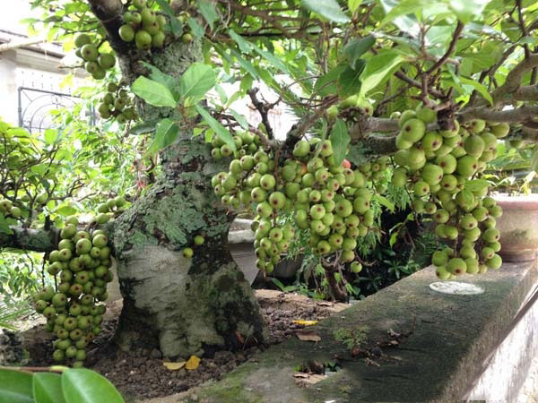 Cây sung có ý nghĩa với người tuổi tý