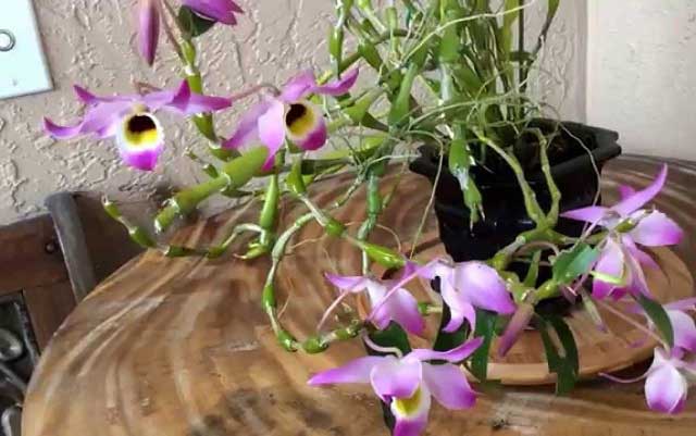 Lan chuỗi ngọc điện biên – Một loài hoa đẹp lạ