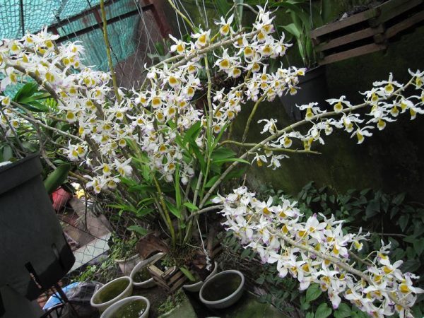 Cách bón phân cho lan ngọc thạch