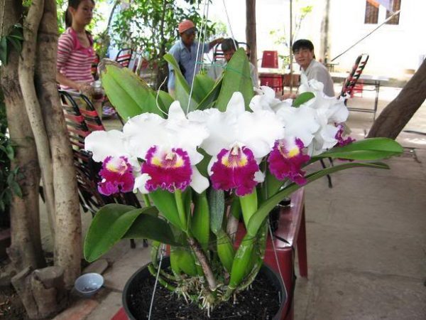 Cách cho lan Cattleya ra hoa